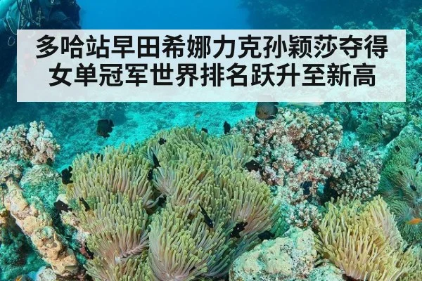 多哈站早田希娜力克孙颖莎夺得女单冠军世界排名跃升至新高